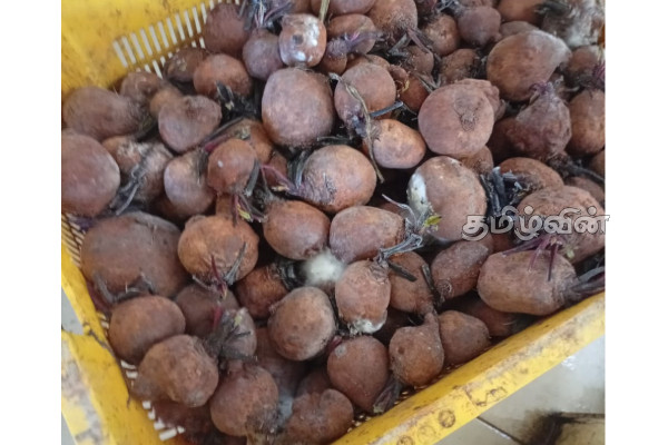 புதுக்குடியிருப்பில் ஆடை உற்பத்தி நிலையத்துக்கு அபராதம் விதிப்பு | Fine Garment Factory In Pudukkudiyuruppu