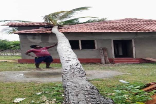 யாழில் இடம்பெற்ற பெரும் அசம்பாவிதம்: தெய்வாதீனமாக உயிர் தப்பிய குடும்பம் | Coconut Tree Collapsed On A House In Jaffna