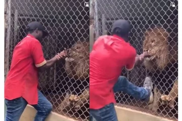 பராமரிப்பாளரின் விரலை கடித்து துப்பிய சிங்கம் - இணையத்தில் வைரலாகும் அதிர்ச்சி வீடியோ..!