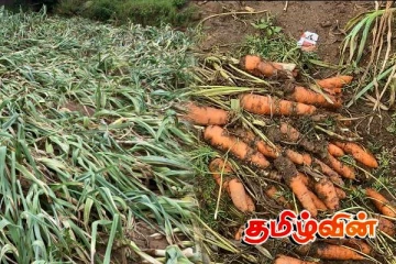 நுவரெலியா- கந்தப்பளையில் வெள்ளத்தால் மரக்கறிகள் அழிவு