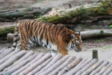 உக்ரைன் போரால் பரிதவிக்கும் விலங்குகள்