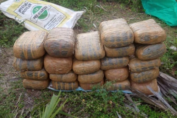 யாழில் பெருந்தொகையான கஞ்சா மீட்பு (Photos)