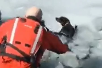 உயிருக்கு போராடிய நாயை விரைந்து காப்பாற்றிய படையினர்... மில்லியன் இதயங்களை வென்ற காட்சி