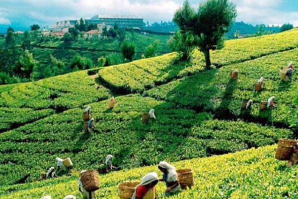 நிரந்தர நில உரிமைக்கான நாள் இன்னும் எவ்வளவு தூரம்! | Upcountry Land Issue Is A Problem