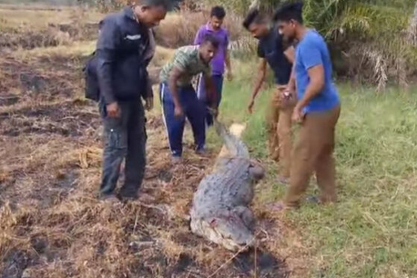 மட்டக்களப்பு ரயிலில் மோதிய முதலை | Crocodile Hits Train In Batticaloa
