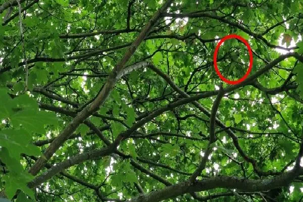 Optical illusion: பச்சை பசேல் படத்தில் 