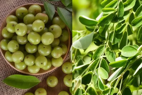 காலையில் வெறும் வயிற்றில் இந்த சாறு குடிங்க - உச்சந்தலை முதல் கல்லீரல் வரை பாதுகாப்பு | Drinking Nellie Drumstick Shot On Empty Stomach காலையில் வெறும் வயிற்றில் இந்த சாறு குடிங்க - உச்சந்தலை முதல் கல்லீரல் வரை பாதுகாப்பு | Drinking Nellie Drumstick Shot On Empty Stomach