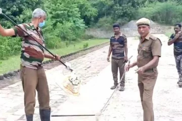 விவசாயி வீட்டிற்குள் புகுந்து தொட்டிக்குள் 30 குட்டிகளை ஈன்ற கொடிய விஷ நாகம்! பின்னர் நடந்த சம்பவம்