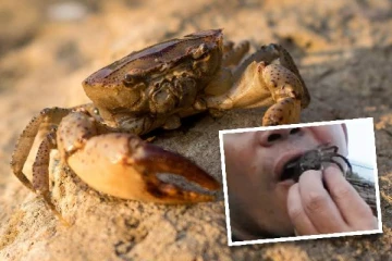 மகளை கடித்த நண்டு…உயிருடன் சாப்பிட்டு பழிதீர்த்த சீன தந்தை: ஒட்டுண்ணிகள் தொற்றால் அவதி