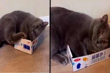 கொழுத்து போன பூனையின் ஆசையை பாருங்க! வயிறு குலுங்க சிரிக்க வைத்த காட்சி