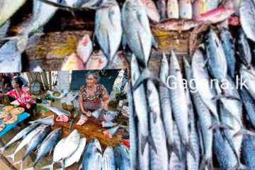 අද මාළු සහ කරවල මිල ගණන් හි වෙනස්ම අගයක්..සටහන් වූ නව මිල මෙන්න..