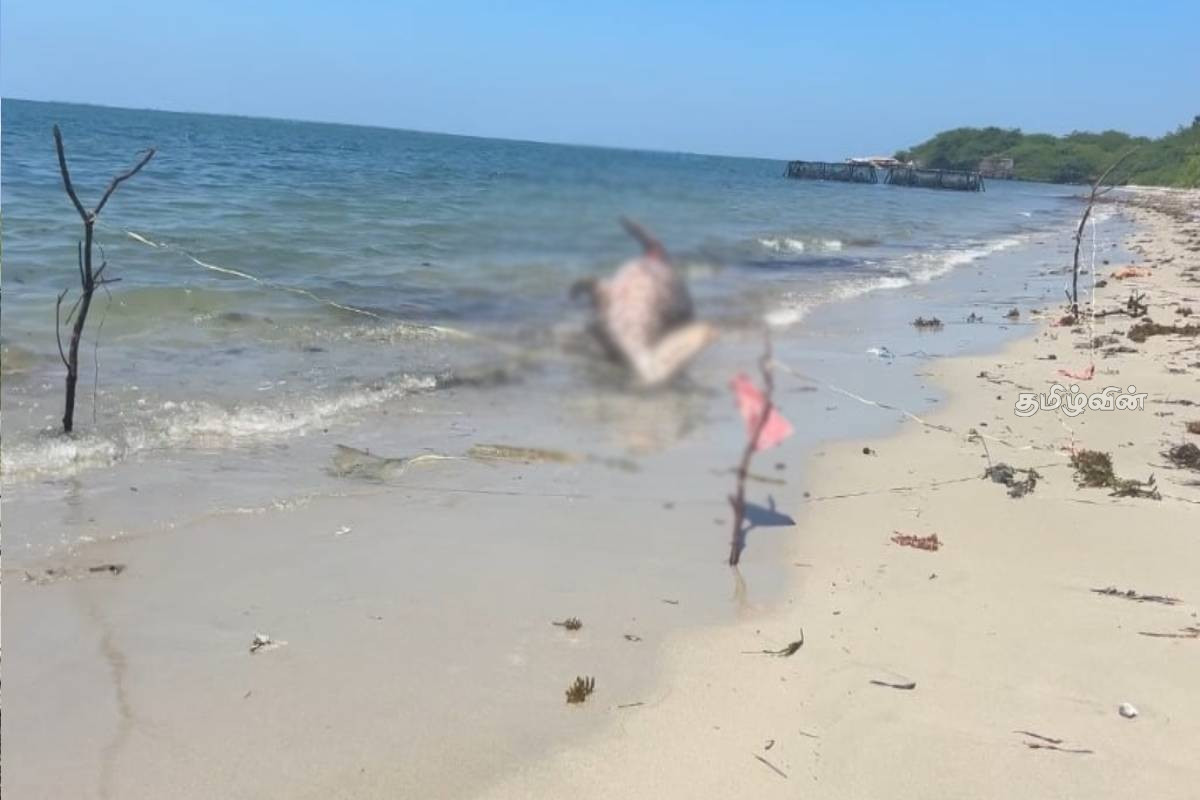 மன்னார் வளைகுடா கடல் பகுதியில் இறந்த நிலையில் கரையொதுங்கிய கடல் பசு | Dead Sea Cow Washed Ashore