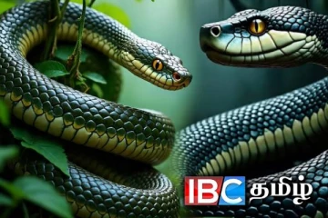 பாம்புகள் பழி தீர்க்குமா? : இன்று சர்வதேச பாம்புகள் தினம்