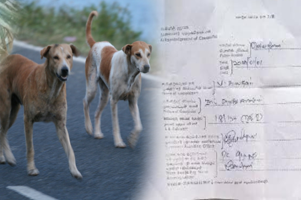 கல்முனையில் நாய் இறைச்சி விற்பனையா: அதிர்ச்சியை ஏற்படுத்திய தகவல் | Is Dog Meat Being Sold In Periyaneelavanai