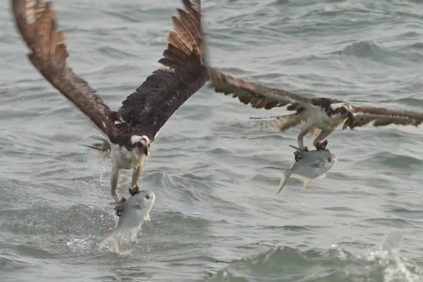 Viral Video: ராட்சத மீனை வேட்டையாடிய கழுகு... நீரிலிருந்து எழும்ப முடியாமல் திணறிய காட்சி | Eagle Hunt Big Fish Very Risk Viral Video