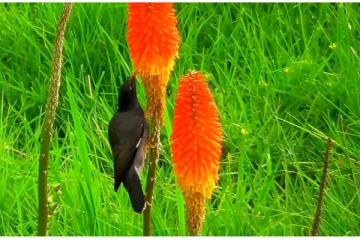 என்ன அழகு எத்தனை அழகு.. கொடைக்கானலில்  பூத்துக்குலுங்கும்  டார்ச் லில்லி மலர்கள்!