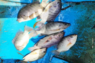 மீன் சந்தையில் பணம் படைத்தவர்களின் ஆதிக்கம்: ஏழை மக்களின் அவல நிலை