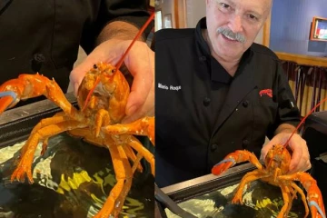 அமெரிக்க ஹோட்டலுக்கு வந்த அரிய வகை உயிரினம் ! திகைப்பில் அதிகாரிகள்