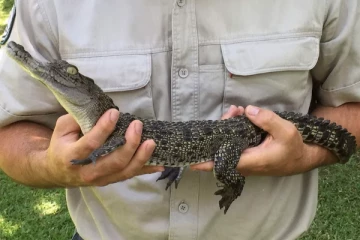 சட்டவிரோதமாக வளர்க்கப்பட்ட முதலை குட்டி ; நீதிமன்றத்தின் அதிரடி உத்தரவு