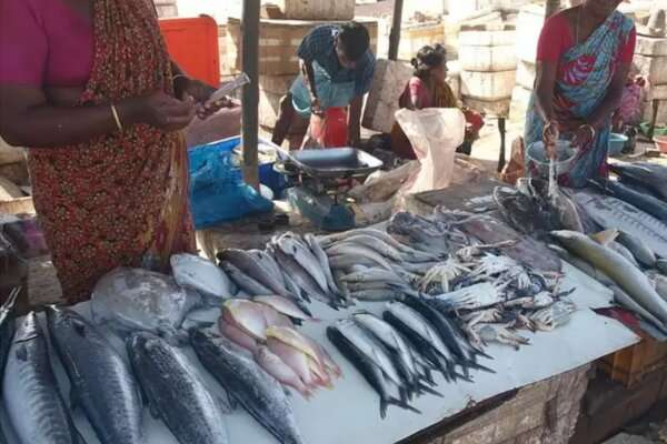 மீன்களின் விலை கடுமையாக உயரும்! | Rise In Kerosene Prices The Price Of Fish To Rise