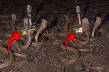 நாகமணியை பாதுகாக்கும் நான்கு நாகங்கள் - நேரடி காட்சி வைரல்
