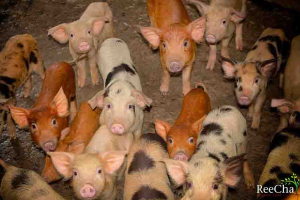 Reecha வில் எக்கச்சக்கமான பன்றி குட்டிகள்! வியப்பில் மக்கள்! | Piglets In Reecha Are Adorable Amazed People