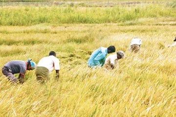 முல்லைத்தீவில் பெரும்போக நெல் அறுவடை: விளைச்சல் பாரியளவில் வீழ்ச்சி (Video)