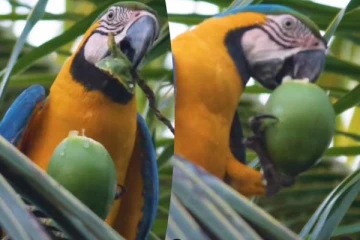 Viral Video: வெயிலின் கொடுமையைப் பாருங்க! இளநீரை அசால்டாக குடிக்கும் கிளி