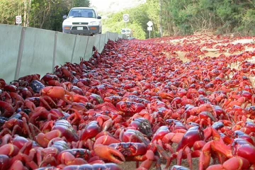காணும் இடமெல்லாம் சிவப்பு நிற நண்டுகள்... அவுஸ்திரேலியாவில் ஒரு சுவாரஸ்ய நிகழ்வு