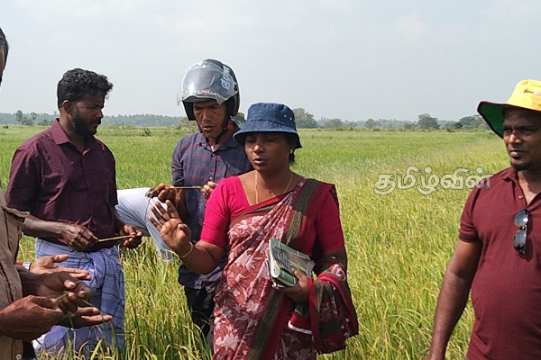 கிளிநொச்சி பெரும்போக நெற்செய்கையில் அதிகரிக்கும் நோய் தாக்கம்: விவசாய பணிப்பாளர் கள விஜயம்(Photos) | 8 000 Hectares Rice Affected By The 2023