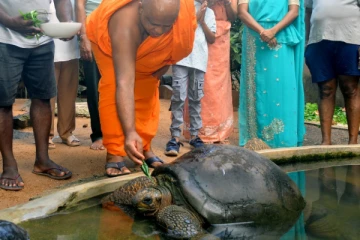 இலங்கையின் மிக வயதான விலங்கிற்கு இன்று எண்ணெய் தேய்ப்பு