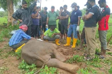 முல்லைத்தீவில் உயிருக்கு ஆபத்தான நிலையில் நிலத்தில் வீழ்ந்த யானை குட்டி!