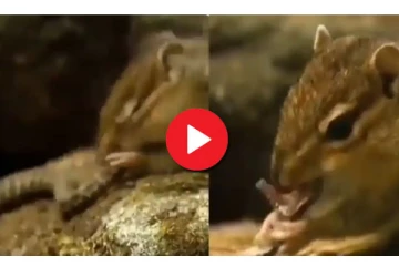 அணில் மற்றும் பாம்பு நேருக்கு நேர் மோதிக் கொண்ட வைரல் வீடியோ