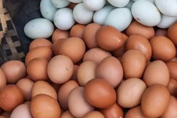 முட்டை இறக்குமதியை நிறுத்த அரசாங்கம் திட்டம்