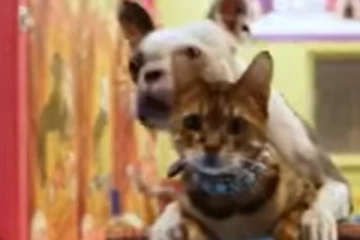 ஸ்கூட்டர் ஓட்டும் நாய், பூனை ... கின்னஸ் புத்தகத்தில் இடம்பிடித்து சாதனை!