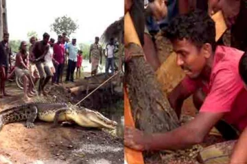 முதலையின் வாயில் கையை விட்ட இளைஞன்! பரபரப்பை ஏற்படுத்திய சம்பவம்