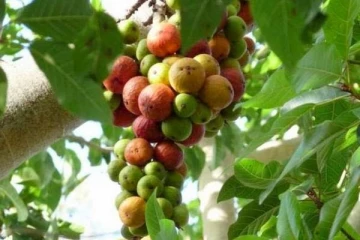 நாத்தனாருடன் அடிக்கடி சண்டை வருகின்றதா? இந்த செடி மட்டும் வீட்டில் இருந்தால் போதும்!