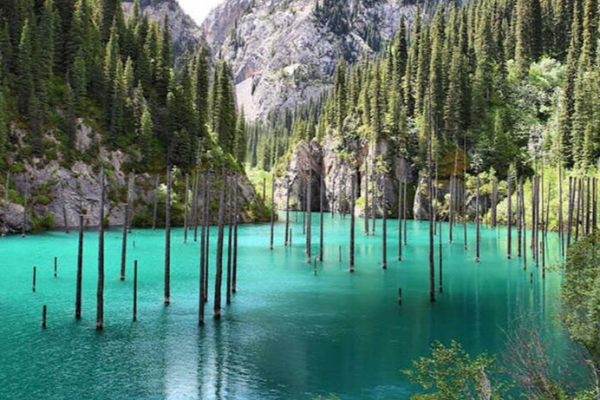 பனிக்கட்டியில் மரம்... நீரூக்கு அடியில் காடு! 100 ஆண்டுகால நிலநடுக்கத்தின் விளைவு | 100 Year Old Earthquake Created Underwater Forest