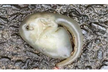 ஆஸ்திரேலிய சாலையில் கிடந்த ஏலியன்? ஒற்றைக் கண், நீண்ட தும்பிக்கையுடன் வித்திர உயிரினம் - விஞ்ஞானிகள் ஆராய்ச்சி