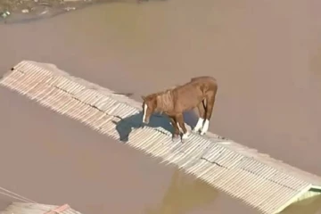 பிரேசில் வெள்ளத்தில் உயிர் தப்பிக்க பல மணிநேரமாக கட்டிட மேற்கூரை மேல் நின்ற குதிரை!