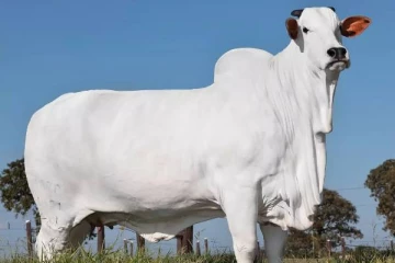 ரூ.34 கோடிக்கு ஏலம், 1100 கிலோ எடை.., உலகின் விலையுயர்ந்த பசு எது தெரியுமா?