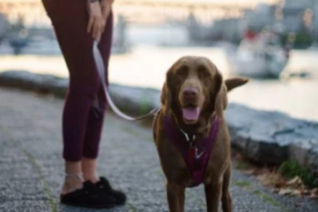 ஒன்றாரியோ நாய் உரிமையாளர்களுக்கு பொலிஸார் விடுத்துள்ள எச்சரிக்கை