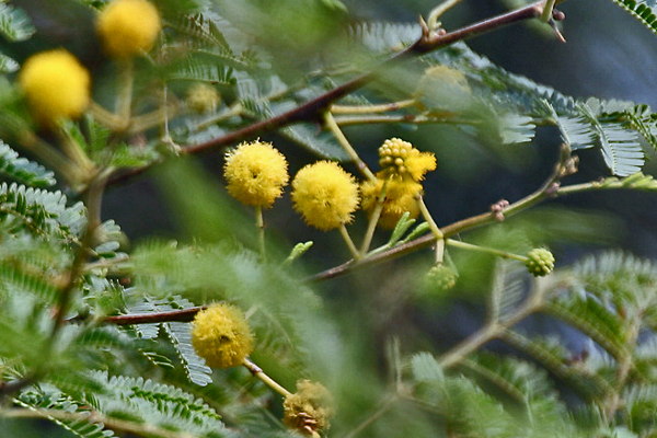 மட்டக்களப்பில்  அழிக்கப்படுவது  கருவேல மரங்களா?   சீமைக்கருவேல மரங்களா?; சுற்றுச்சூழல் ஆர்வலர்கள் கவலை | Are Oak Trees Being Destroyed In Batticaloa