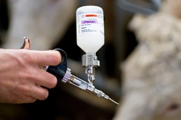 பிரெஞ்சு நகரமொன்றில் பரவும் நீல நாக்கு நோய்