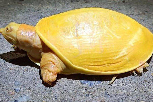 மீனவரின் வலையில் சிக்கிய அரியவகை மஞ்சள் நிற ஆமை.. வியந்துபோன கிராம மக்கள்! | Yellow Turtle Caught In West Bengals