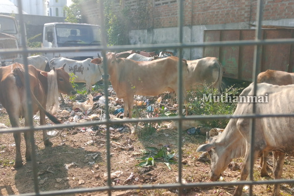 கல்முனையில் பொதுமக்களுக்கு இடையூறாக கட்டாக்காலி மாடுகள்! அதிகாரிகள் எடுத்த அதிரடி நடவடிக்கை | Stray Cows Causing Kalmunai Metropolitan Areas
