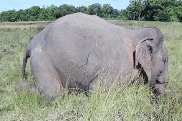 முல்லைத்தீவில் இறந்த நிலையில் யானை மீட்பு