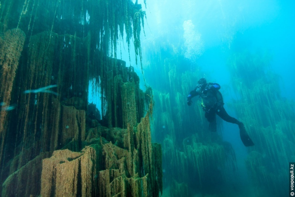 பனிக்கட்டியில் மரம்... நீரூக்கு அடியில் காடு! 100 ஆண்டுகால நிலநடுக்கத்தின் விளைவு | 100 Year Old Earthquake Created Underwater Forest