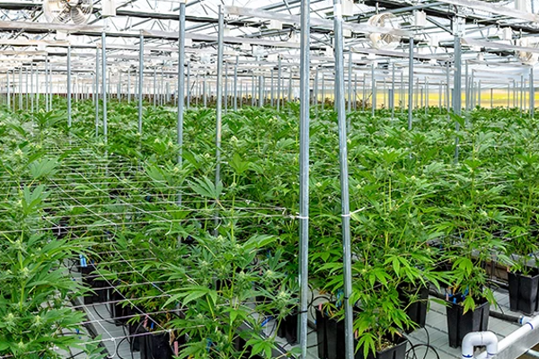 இலங்கையில் அடுத்த மாதம் முதல் கஞ்சா பயிர்ச்செய்கை | Cannabis Cultivation In Sri Lanka From Next Month
