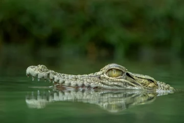 உணவு சாப்பிடும்போது அழும் விலங்கு.., எது தெரியுமா?